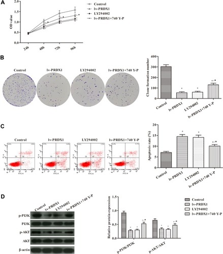 Figure 4 Silencing of PRDX1 expression inhibits the proliferation of Eca-109 cells and promotes apoptosis by decreasing the activity of the PI3K/AKT pathway (A) MTT assay for cell proliferation. (B) Plate clone assay for the formation of clones. (C) Flow cytometry for apoptosis. (D) The activity of the PI3K/AKT pathway in esophageal squamous cell carcinoma was detected through WB. *p<0.05, compared with the control group; ^p<0.05, compared with the lv-PRDX1 group; ★p<0.05, compared with the LY294002 group.