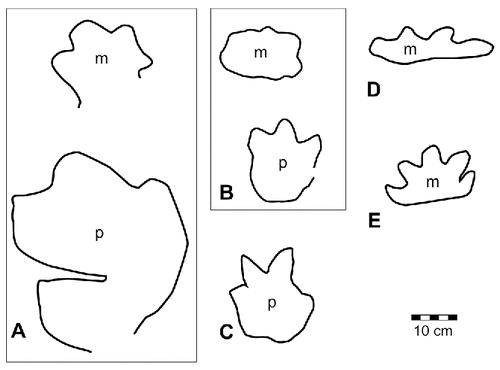 FIGURE 63. Schematic outlines of representative thyreophoran tracks from the Yanijarri–Lurujarri section of the Dampier Peninsula, Western Australia. A, Garbina roeorum ichnogen. et ichnosp. nov., left manual (top) and pedal (bottom) impressions, UQL-DP14-1 (preserved as a PM couplet in the topotype trackway); B, Luluichnus mueckei ichnogen. et ichnosp. nov, coupled left manual and pedal impressions, UQL-DP45-6; C, cf. Luluichnus UQL-DP45-16; D, Broome thyreophoran morphotype A, possible right manual impression, UQL-DP8-17; E, Broome thyreophoran morphotype B, right manual impression, UQL-DP45-15. All schematic outlines are to the same scale.