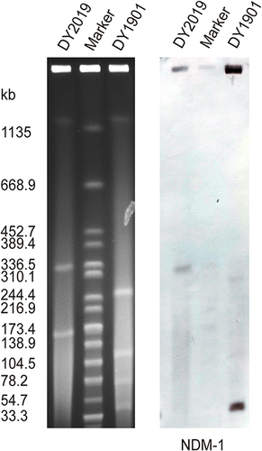 Figure 1 Plasmid profiles and Southern blot-hybridization of C. braakii DY2019. Southern blot-hybridization of S1-nuclease digested DNA using a specific probe (blaNDM). M: XbaI digested total DNA of Salmonella enterica serotype Braenderup H9812 as a size marker and Enterobacter cloacae DY1901 as the control.
