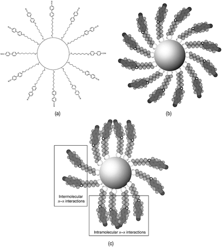Figure 28. Gold nanoparticles of ~3 nm in diameter coated with ω-n-(4-cyanobiphenyl-4′-yloxy)octylthiol ligands: (a) a sketch of the bonds, (b) a space-filling model for ligands in the gas phase at 0 K, (c) bunching of the ligands at the poles of the nanoparticle. Reproduced with permission from Draper et al. [Citation71]. Copyright Wiley-VCH Verlag GmbH & Co. KGaA.