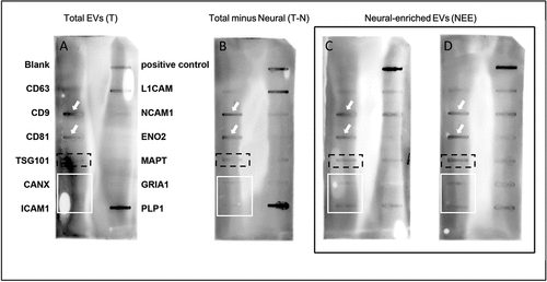 Figure 1. Neuro Exo-Check™ of all three EV fractions demonstrated the presence of proteins consistent with exosomes. Panel A, Total (T); Panel B, Total minus neural (T-N): Panels C and D, neural-enriched extracellular vesicles (NEE). Panel A, B and C represent fractions prepared from the same plasma sample; Panel D is NEE prepared from a different sample. Each “slot” represents a different protein or control as indicated: blank (negative control for background); CD63, LAMP-3, tetraspanin 30; CD9, tetraspanin 29; CD81, tetraspanin 28; TSG101, VPS23, tumor susceptibility gene 101; CANX, calnexin; ICAM1, CD54, intracellular adhesion molecule 1; PC, positive control for HRP detection; L1CAM, CD171, L1 transmembrane protein; NCAM1, CD56, neural cell adhesion molecule; ENO2, enolase 2; MAPT, total tau protein; GRIA1, glutamate receptor 1; PLP1, proteolipid protein 1. 100 µg of protein (as determined using the Qubit™ assay) was loaded on each membrane and slot-blot developed according to the manufacturer’s instructions. Order of protein “slots” as indicated in Panel A is the same for all blots.