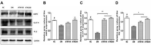 Figure 6 Effects of ATM on AMPK, GLUT-4, and IRβ protein expression within the liver of db/db mice as compared with responses in controls (NC). (A) Equal amounts of proteins were resolved on 10% SDS-PAGE and blotted with respective AMPK, GLUT-4, and IRβ antibodies. (B–D) Densitometric measurements of protein bands in A. Data are expressed as mean ± SEM (n = 6). Means NC vs DM group p<0.05; *indicates ATM (at 100 or 200 mg/kg in DM) vs DM group p<0.05; **indicates ATM (at100 or 200 mg/kg in DM) vs DM group p<0.01.