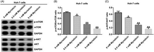 Figure 8. Myristicin suppresses the PI3K/Akt/mTOR signalling pathway in Huh-7 cells. (A) Western blot analysis of p-mTOR and p-AKT expression in Huh-7 cells. (B) The ratio of p-mTOR/mTOR in Huh-7 cells. (C) The ratio of p-AKT/AKT in Huh-7 cells. *,**p < 0.05, 0.01 vs. 0 mM myristicin treatment group.