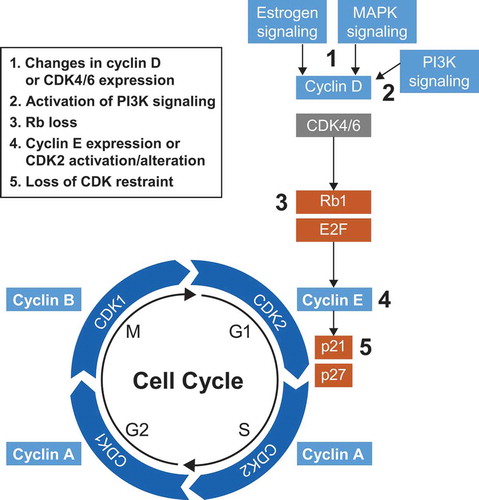 Figure 3. Possible mechanisms of resistance to CDK4/6 inhibitors