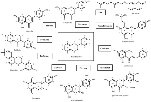 Figure 1. The basic skeleton structures of flavonoids and their scaffolds. Basic representative structures of the most common flavonoids classified in this study were drawn with rings and numbered positions.