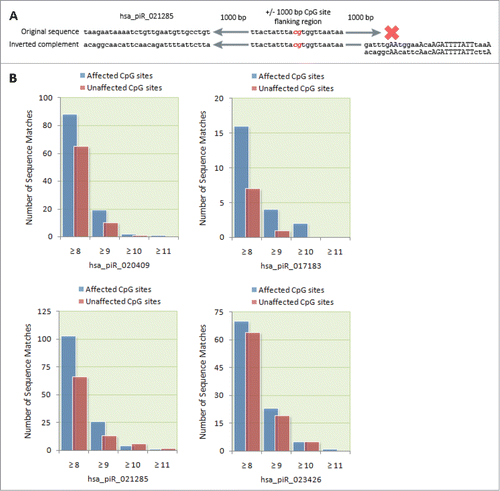 Figure 4. Bioinformatic identification of possible piRNA binding sites. (A) Schematic of the algorithmic logic used to screen CpG site flanking regions for potential piRNA binding sites. A computer algorithm was designed to screen for ≥ 8 bp continuous sequence matches between a flanking region 1,000 bp upstream and downstream of affected CpG sites and the original and the inverted complement of corresponding piRNA sequences. (B) The number of sequence matches between transfected piRNAs and the flanking regions of differentially methylated CpG sites was compared to the number of matches to the flanking regions of unaffected CpG sites. For each of the transfected piRNAs, we found a higher number of ≥ 8 bp matches to differentially methylated CpG sites compared to unaffected CpG sites.