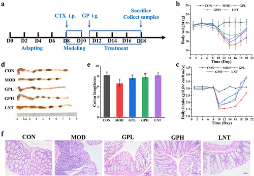 Figure 1. Effect of GP on CTX-induced immunosuppressed in mice. (a) diagram of experimental schedule; (b) the change of body weight; (c) the change of diet; (d) Representative physical image of colons; (e) mean colon length in all groups; (f) Representative image of H&E-stained pathological section of colon tissue (200х). Multiple comparisons were performed by using one-way ANOVA using SPSS 26.0 software. Means with different letters are significantly different (p < .05) (n = 8). CON: control group; MOD: model group; GPL: low does GP group; GPH: high does GP group; LNT: lentinan.