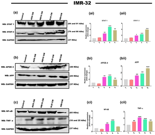 Figure 5. H. pylori-derived secretome induces STAT activation and associated AD markers. the relative protein expression of inflammatory markers, STAT regulatory molecules, and AD-associated hallmarks was determined by western blot of neuronal cells treated with HPCM for 24 hrs. A Representative western blot image of STAT1 and STAT3 in (a) IMR-32 cells. Graphical representation of the relative expression of STAT1 and STAT3 in (ai and aii) IMR-32 cells. Representative western blot image of AD-associated markers, APP, and APOE4 in (b) IMR-32 cells. Quantification of western blot image of (bi) APOE4, (bii) APP in IMR-32 cells. A representative western blot image of inflammatory markers like NF-κB and tNFΑ in (c) IMR-32 cells. Quantification of western blot image of (ci) NF-κB, (cii) TNFα in IMR-32 cells. The data showed significantly enhanced protein expression of these markers. The quantification was performed through image J software and represented fold change. The experiment was performed for two biological and two technical replicates (four data points), and the results are shown as the mean ± SD for three data points. An unpaired t-test was used to analyze the data. p < 0.05 was considered significant in all the cases. p-values of < 0.05, < 0.01 and < 0.0001 were represented with *, ** and *** respectively for significant upregulation and #, ##, and ### for significant downregulation.