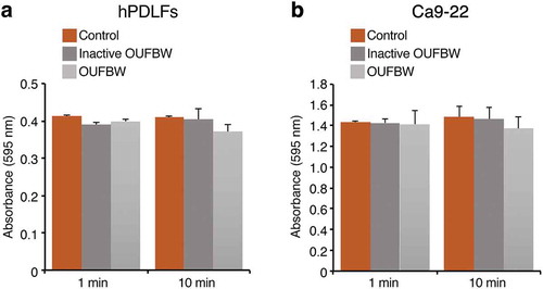 Figure 1. Cell viability after 1 and 10 min of exposure to the medium or inactive OUFBW (negative control group), and OUFBW. hPDLFs (a) and Ca9-22 cells (b) were exposed to OUFBW for 1 or 10 min, followed by further incubation for 3 h in the medium. The cells treated with medium alone were used only as the negative control. There were no significant differences in the cell viability between the OUFBW-stimulated groups and negative control groups (n = 4). Data are shown as means ± SD.