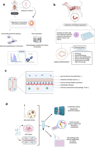 Figure 3. A schematic representation of an organ-on-chip model and the fundamental compartments of a gut-on-chip model. (a) ex-vivo intestinal isolation and technical applications to study cellular features of the intestinal tissue. (b) schematic presentation of 3D organoid culture system and technical potential application to understand microbiota-gut-brain interaction from dog intestine. (c) schematic representation of a gut-on-chip model that mimics intestinal microenvironment. (d) a technical approach is used to evaluate in vitro conditions and the effects of metabolites. Created with BioRender.com.