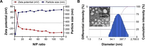 Figure 2 Particle size, zeta potential, and morphology assessment of siRNA/DMAPA-chems nanoparticles with different N/P ratios.Notes: (A) Size distribution and zeta potential of siRNA/DMAPA-chems nanoparticles with different N/P ratios by DLS. (B) TEM images of siRNA/DMAPA-chems nanoparticles (N/P =100) (scale bar =500 nm, 80 kW).Abbreviations: DLS, dynamic light scattering; TEM, transmission electron microscope; siRNA, small interfering RNA; DMAPA-chems, N-(cholesterylhemisuccinoyl-amino-3-propyl)-N, N-dimethylamine; N/P, nitrogen-to-phosphate.