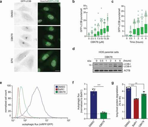 Figure 3. CBK79 inhibits the autophagic flux. (A) Representative images of HOS GFP-LC3B cells. Cells were treated for 4 h with DMSO 0.1%, CBK79 (10 µM) or epoxomicin (EPX, 100 nM). Nuclei were counterstained with Hoechst 33342 and the cells imaged live with an automated widefield microscope. Scale bar: 20 µm. (B) Dose-response experiments performed with HOS GFP-LC3B cells. Cells were treated for 4 h with a range of compound concentrations. Nuclei were stained with Hoechst 33342 and cells were directly imaged live with an automated widefield microscope. Single-cell measurements of GFP-LC3B puncta from a single experiment are shown (n ≥ 193 cells/condition). Data are shown as box plots with median and 5–95 percentiles. (C) HOS GFP-LC3B cells were treated with CBK79 (10 µM) for the indicated timepoints. Nuclei were stained with Hoechst 33342 and cells were directly imaged live with an automated widefield microscope. Single-cell measurements of GFP-LC3B puncta from a single experiment are shown (n > 200 cells/condition). Data are shown as box plots with median and 5–95 percentiles. (D) HOS GFP-LC3B cells were treated with CBK79 (10 µM) and harvested at the indicated timepoints. Cell lysates were analyzed by immunoblotting with the indicated antibodies. Beta-actin (ACTB) is shown as loading control. Representative blots from one out of >3 independent experiments are shown. (E) Analysis of autophagic flux in U2OS mRFP-GFP-LC3B cells treated with DMSO 0.1%, bafilomycin A1 (BafA1, 100 nM) or CBK79 (10 µM) for 4 h, washed briefly in saponin (0.05%) and analyzed by flow cytometry. Autophagic flux was determined as the ratio of mean mRFP- and mean GFP-fluorescence. A representative histogram from one of three independent experiments is shown. (F) Data from (E) were normalized to BafA1. Data are presented as the mean ± SD of three independent experiments (unpaired, two-tailed t-test, t(4) = 12.60, p < 0.0002). (G) Long-lived protein degradation assay in U2OS cells treated with DMSO 0.1%, bafilomycin A1 (BafA1, 100 nM) or CBK79 (10 µM) for 4 h. The percentage of long-lived protein degradation was quantified. Data are presented as the mean ± SD of three independent experiments, each performed in technical duplicates. Significant differences are based on adjusted p-values of multiple comparisons against DMSO (one-way ANOVA [F2,6 = 42.74, p = 0.0003] with Dunnett’s multiple comparisons test). **p = 0.0052; ***p = 0.0002.