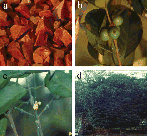 Figure 1.  Garcinia hanburyi; a. gamboge (resin), b. fruits, c. flowers, d. tree.