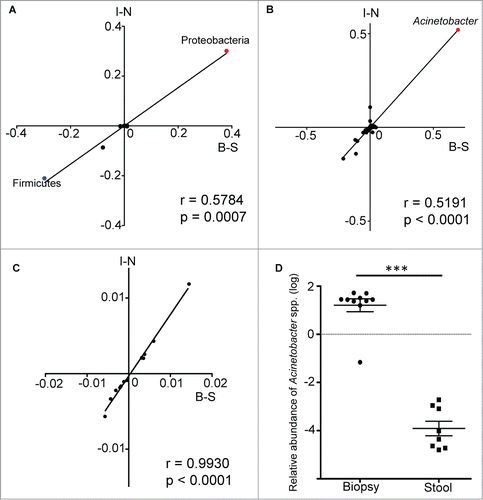 Figure 4. Spearman correlation analysis of the differences in relative abundance values of bacterial taxa from both data sets. The values along the B-S axis represented the differences in relative abundance of bacteria between biopsy and stool samples, while the values along the I-N axis represented the differences in relative abundance of bacteria between inflamed and normal biopsy tissues. Each data point is representative of a single bacteria taxa. The correlation analysis was performed at both the phylum (A) and genus (B) levels, with the data points for the phyla Proteobacteria and Firmicutes, as well as the genus Acinetobacter being highlighted. The same analysis was repeated with relative abundance values of predicted metabolic pathways (C). (D) The enrichment of Acinetobacter genus in mucosal biopsy was validated by performing qPCR on biopsy and stool samples. Mann-Whitney test: ***P < 0.0005.