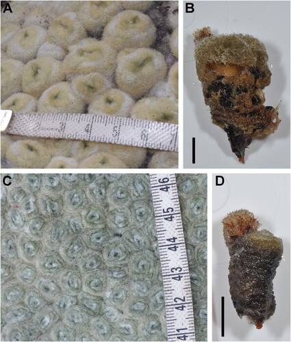 Figure 6. Comparison of branchlet characters of Haastia pulvinaris var. pulvinaris (A & B) and H. pulvinaris var. minor (C & D); A & C, Plant surface showing branchlet apices; B & D, Lateral view of single branchlet with capitulum present (FAA-preserved specimens). Scale bar: B & D = 10 mm.