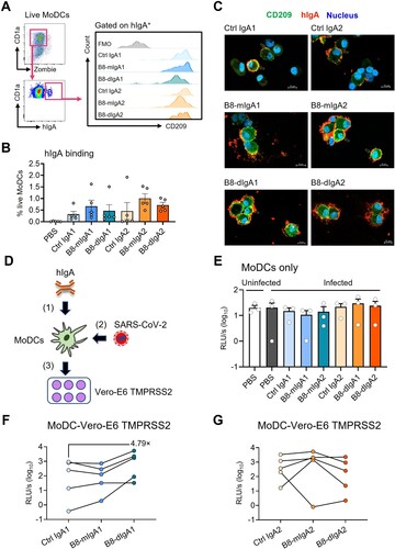 Figure 6. B8-dIgA1 promotes MoDC-mediated transmission of SARS-CoV-2 pseudovirus via CD209. Human MoDCs were treated with 25 ng/ml of different hIgAs for 1 hour. (A) MoDCs were then subjected to flow cytometry analysis. Representative plots showing hIgA-expressing live MoDCs (left) and the expression of CD209 on hIgA positive cells (right). (B) Quantified results depict the frequencies of hIgA positive MoDCs. (C) hIgA-treated MoDCs were subjected to confocal imaging with 20× objective. CD209: green, human IgAs (red) and nucleus (blue). Scale bar: 10 µm. (D) Schedule of cell-to-cell transmission assay. MoDCs were pre-treated with different hIgAs (1) prior to SARS-CoV-2 pseudovirus infection (2). Infected MoDCs were co-cultured with Vero-E6-TMPRSS2 cells (3). (E) Luciferase activity of infected MoDCs with without hIgAs treatments. Luciferase activity of co-culture of MoDCs and Vero-E6 TMPRSS2 with hIgA1 (F) and hIgA2 (G) treatments. Each symbol represents an individual donor with a line indicating the change after different hIgAs treatments.