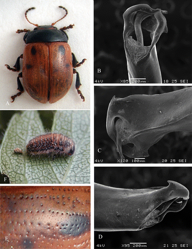 Figure 1 Gonioctena theae n. sp., Holotypus ♂. A, habitus; B, median lobe of aedeagus, ventral view; C, median lobe of aedeagus, dorsal view; D, median lobe of aedeagus, left lateral view; E, elytral punctuation in the anterior third half of the right elytron. Gonioctena theae n. sp.; F, larva on Crataegus monogyna Jacq.