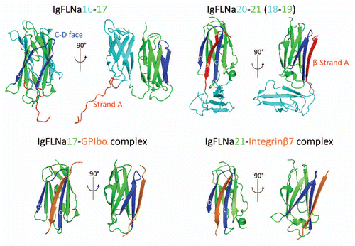 Figure 2 Atomic structures of FLNa rod 2 subdomains and the binding interfaces of known FLNa-partner complexes. The models were generated on PyMOL (PDB accession number: IgFLNa16–17, 2K7P; IgFLNa20–21, 2J3S; IgFLNa18–19, 2K7Q; IgFLNa17-GPIbβ, 2BP3; IgFLNa21-integrinβ7, 2BRQ). The CD faces of repeats and strand A are indicated with blue and red, respectively.