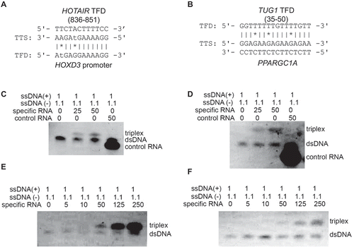 Figure 3. Electrophoretic mobility shift assays support triple helix formation. Triple helix formation between (A) HOTAIR novel TFD and HOXD3 and (B) TUG1 novel TFD and PPARGC1A, which were considered for in vitro validation. (C and D) Electrophoretic mobility shift assay of predicted binding domains (HOTAIR and TUG1). Complementary oligodeoxynucleotides were preincubated to form double stranded DNA and then incubated with either specific RNA of predicted triplex binding in HOTAIR (C) and TUG1 (D), or non-specific control RNA. RNA was applied in 25-fold or 50-fold excess; 1.1 equivalents were used of the pyrimidine-rich DNA strand to reduce the possibility of DNA:DNA-DNA triplex formation. A mobility shift that indicates triplex formation was only observed with the specific sequences of HOTAIR and TUG1 TFDs. Triplex formation increased wth the increased in concentrations of RNAs: HOTAIR (E) and TUG1 (F).
