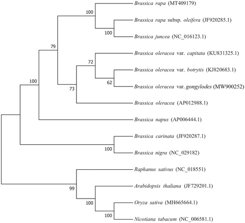 Figure 1. Phylogenetic analysis of fourteen species based on the mitochondrial genome CDS sequences. The mitochondrial sequence of Oryza sativa was used as the outgroup.