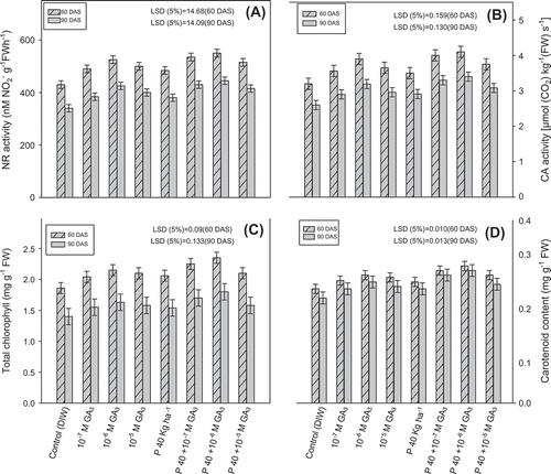 Figure 3. Effect of different concentrations of foliar sprays of GA3 (10−7 M, 10−6 M, 10−5 M) and soil applied phosphorus (40 kg P ha−1) on NR activity (A), CA activity (B), total chlorophyll content (C), and carotenoids content (D) of fenugreek (Trigonella foenum-graecum L.) studied at 60 and 90 DAS