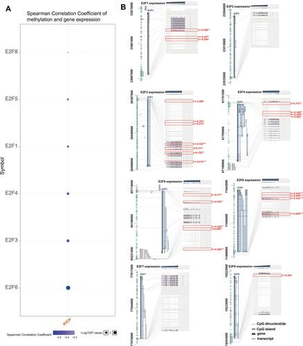 Figure 9 Correlation between E2Fs expression and methylation levels. (A) Spearman correlation between methylation and expression of E2Fs (GSCALite, only positive genes were presented). (B) Association between E2Fs expression and DNA methylation, the Benjamini-Hochberg-adjusted p-value, and the Pearson correlation coefficients (r) are displayed (MEXPRESS). *p< 0.05; **p<0.01; ***p<0.001.