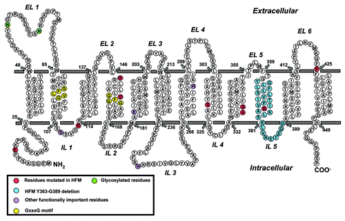Figure 3. Schematic structure of PCFT topology. Structurally or functionally important amino acids, as determined from published mutagenesis studies, are shown as purple circles. Amino acids mutated in patients with hereditary folate malabsorption (HFM) are shown as red and blue circles. GxxxG putative oligomerization motifs are shown as yellow circles and glycosylated residues Asn58 and Asn68 are shown as green circles.