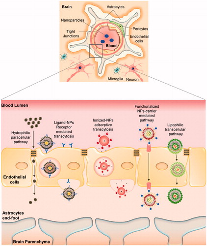 Figure 2. Schematic representation of potential pathways involved in nanoparticle-mediated drug trafficking across blood brain barrier associated with AD – nanotherapeutics.