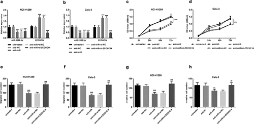 Figure 5. Downregulation of miR-2355-3p can inhibit the proliferative, migrative, and invasive capacity of LUAD cells, but ZCCHC14 can reverse this effect. (a) and (b) The results of miR-2355-3p and ZCCHC14 expression showed that the transfection was successful. (***P < 0.001). (c) and (d) Downregulated miR-2355-3p inhibits NCI-H1299 and Calu-3 cell proliferation, but si-ZCCHC14 abolished the suppressive effect. (***P < 0.001). (e) and (f) NCI-H1299 and Calu-3 cell migration were inhibited by knocking down miR-2355-3p expression but rescued by si-ZCCHC14. (***P < 0.001 ratio to anti-NC; ###P < 0.001 ratio to anti-miR+si-NC). (g) and (h) LUAD cell invasion was repressed by knocking down miR-2355-3p expression but recuperated by ZCCHC14 inhibitor. (**P < 0.01, ***P < 0.001 ratio to anti-NC; ##P < 0.01, ###P < 0.001 ratio to anti-miR+si-NC)