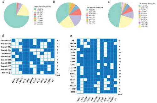 Figure 3. The conserved regulators in prognostic miRNA-TF co-regulatory networks. (a-c) Occurrence of prognostic (a) genes, (b) miRNAs and (c) TFs in 12 co-regulatory networks. (d-e) The identification of common (d) miRNAs and (e) TFs occurred in ≥7 co-regulatory networks.