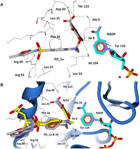 Figure 8 Docking of designed hybrid compounds at folate binding site of P. aeruginosa DHFR. (A) Binding pose of the top scored compound PD_1a (grey stick model); (B) PD_1a and PD_1b (stick model colored by their element) superimposed with methotrexate (yellow stick model), and cofactor NADP is represented as aqua stick model.