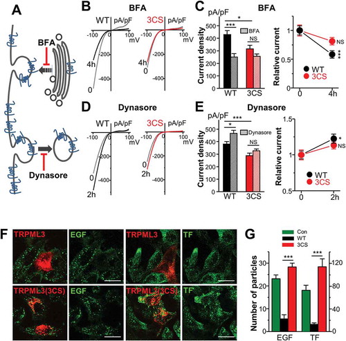 Figure 3. Effects of palmitoylation on MCOLN3/TRPML3 trafficking. (a) Schematic for MCOLN3/TRPML3 trafficking to and from the PM. (b and d) HEK293T cells expressing WT MCOLN3/TRPML3 or MCOLN3/TRPML3(3CS) were treated with either 20 µM BFA (b) for 4 h or 100 µM Dynasore (d) for 2 h at 37°C. MCOLN3/TRPML3 currents were measured by applying 5 µM SF21 in 140 mM Na+ bath solution. I/V relationships of the MCOLN3/TRPML3 current recorded from cells treated with the indicated compound (black and red traces) at the indicated time points are shown. (c and e) The current amplitudes and relative current density of WT MCOLN3/TRPML3 (black circle) and MCOLN3/TRPML3(3CS) (red circle) in experiments similar to those in panel (b and d) were plotted as the mean ± SEM of 10–21 cells (*p < 0.05, ***p < 0.005, Student’s t-test). (f) HeLa cells transfected with mCherry-MCOLN3/TRPML3 or mCherry-MCOLN3/TRPML3(3CS) were incubated with Alexa Fluor 488-EGF or Alexa Fluor 488-TF for 10 min, fixed, and imaged by confocal microscopy. Scale bars here and in all other confocal images: 20 µm. (g) ImageJ was used to count the number of puncta in 14–16 cells from 2–3 experiments and the number of particles is plotted as the mean ± SEM at the indicated conditions (***p < 0.005, Student’s t-test). Con indicates the empty vector control.