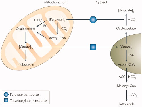 Figure 1. Role of mitochondrial and cytosolic CA isoforms in fatty acid biosynthesis: the transfer of acetyl groups from the mitochondrion to the cytosol (in the form of citrate) is required for the provision of substrate for de novo lipogenesis via malonyl-coenzyme A as key intermediate. Steps involving bicarbonate, both for the reaction catalysed by pyruvate carboxylase (PC) and acetyl-coenzyme A carboxylase (ACC) require the presence of CA isozymes: CA VA/VB in the mitochondrion and CA II in the cytosol.