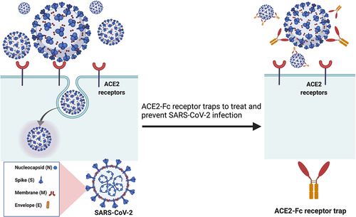 Figure 2. Soluble recombinant human ACE2-Fc protein as a decoy receptor to SARS-CoV-2. Recombinant human ACE2-Fc protein generated by fusing the C-terminus of the human ACE2 extracellular domain to a human IgG Fc region could work as a potential SARS-CoV-2 inhibitor.