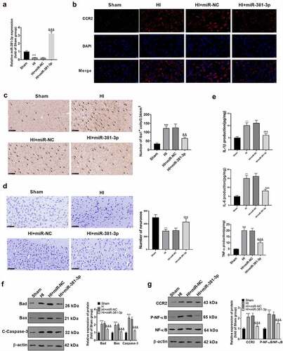 Figure 6. miR-381-3p overexpression ameliorated neuron apoptosis in the CA1 region of the HI rat model. An HI model was engineered in newborn rats, and they received the intracerebroventricular injection of miR-381-3p mimics or miR-NC. A: qRT-PCR confirmed miR-381-3p expression in the hippocampus of the HI rats. B: Tissue immunofluorescence checked the profile of CCR2. Scale = 50 μm. C: Immunohistochemistry verified the amount of Iba1 in the hippocampus of the HI rats. D: ELISA revealed the profiles of IL-6, IL-1β, and TNF-α in the hippocampus of the animals. E: Nissl staining was operated to verify the number of Nissl bodies in the hippocampus of the rats. F and G: Western blot was conducted to gauge the profiles of apoptotic proteins and CCR2/NF-κB in the hippocampus of the HI rats. ***P < 0.001 (vs. the Sham group), &&P < 0.01, &&&P < 0.001 (vs. the HI+miR-NC group). Statistics were exhibited as mean ± SD, N = 5.