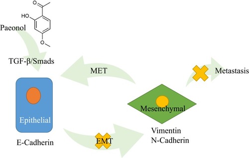 Figure 6 Schematic diagram of the molecular mechanisms of Paeonol’s the anti-migration and anti-invasion effects in PDAC. Paeonol could potentially inhibit migration and invasion of Panc-1 and Capan-1 cells by suppressing the activation of TGF-β1/SMAD signaling pathway and suppressing EMT in PDAC.