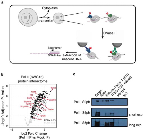 Figure 1. NET-prism as a tool to interrogate active RNA Pol II – interaction with associated proteins. (a) Schematic representation of the approach. For detailed experimental conditions, please refer to the Supplementary Information (‘NET-prism protocol’). Upon extraction of nascent RNA, libraries are made using the human NET-seq protocol [Citation9]. (b) Volcano plot of Pol II IP vs Mock (IgG) IP depicting a whole RNA Pol II – protein interactome as assessed by Mass spectrometry. Significant values (FDR < 0.05) are coloured in black. (c) Independent confirmation of identified RNA Pol II interactors using IP conditions as used in NET-prism followed by western blotting.