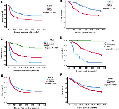 Figure 4 Kaplan-Meier survival curves showing DFS and OS of patients with HCC according to HHLA2 and PD-L1 expression and density of TILs. High HHLA2 expression was significantly associated with poor DFS (A) and OS (B) in HCC. High and intermediate TIL density was significantly associated with better DFS (C) and OS (D) in HCC. PD-L1 expression was not associated with DFS (E), but positive PD-L1 expression was significantly associated with worse OS (F). Curves were compared using the Log rank test.