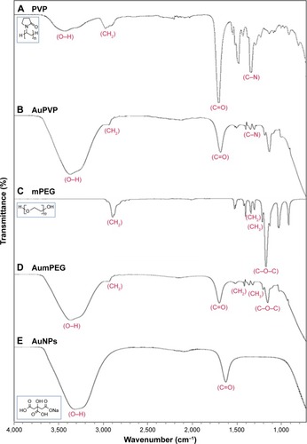 Figure 2 FTIR spectra for stabilizers and unmodified and modified AuNPs.Note: (A) PVP, (B) AuPVP, (C) mPEG, (D) AumPEG, and (E) AuNPs, illustrating characteristic absorption peaks.Abbreviations: FTIR, Fourier-transform infrared spectroscopy; AuNPs, gold nanoparticles; PVP, polyvinylpyrrolidone; mPEG, mercapto polyethylene glycol.