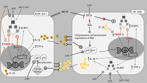 Figure 7. The proposed pathways of interaction between SW 1990 PDAC cells and RAW 264.7 macrophages.