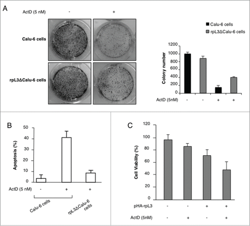 Figure 5. (A) Representative image of clonogenic analysis for cell proliferation in Calu-6 and rpL3ΔCalu-6 cells after Act D treatment. Bar chart indicating clonogenic growth is shown. (B) Role of rpL3 on apoptosis upon Act D treatment. Calu-6 and rpL3ΔCalu-6 were treated with 5 nM of Act D for 24 h or untreated. Then, cells were analyzed for mitochondrial membrane potential by TMRE staining and analyzed by flow cytometry. (C) Role of rpL3 on cell viability upon Act D treatment. Cell viability of untreated or Act D treated Calu-6 cells and Calu-6 cells transiently transfected with pHA-rpL3 was evaluated using the MTT assay. The cell viability was calculated vs untreated control cells at the respective time of incubation, set as 100%. Results are presented as percentage (mean ± ds) (n = 3) of the control cells.