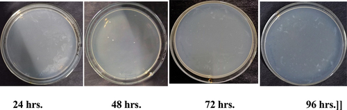 Figure 6a. Antibacterial activity of apamarga leaf extract finished fabric against growth of Bacillus cereus.