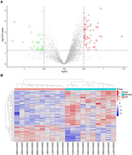 Figure 1 Identification of hub genes of OA. (A) Volcano plot and (B) heat map present the identified DEGs between OA patients and normal controls. Blue represents low expression values, and red represents high expression values.