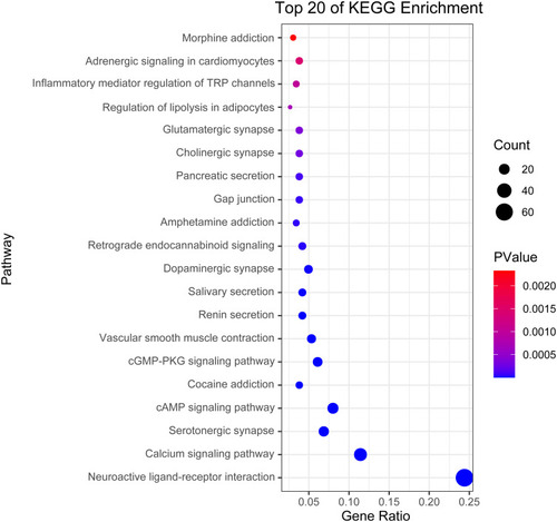 Figure 11 KEGG pathway enrichment analysis diagram.