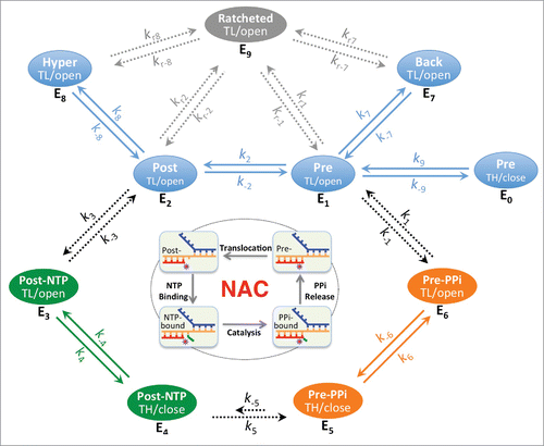 Figure 2. The steps of the nucleotide addition cycle are related to six basic states E1 to E6 with regard to translocation, NTP/PPi association and active site opening. These six states include three quickly equilibrating groups QE1 (pre-translocated E1 and post-translocated E2), QE2 (NTP-associated E3 and E4) and QE3 (PPi-associated E5 and E6), which are connected by slower diffusion-controlled and chemical reaction steps. E1 and E2 states are also likely equilibrating quickly with others states such as active site closed E0, backtracked E7 and hypertranslocated E8 states. Both E7 and E8 represent ensembles of translocation states, however, it is likely that only the 1-nt backtracking and 1-nt hyper forward translocation states are of significance in many cases. Solid arrows represent rapid processes; dashed arrows represent potentially rate-limiting processes. Some states (such as the active site-open E1, E2, E7 and E8 states) are more ratchetable and could become ratcheted/clamp-opened (E9 states). The off-pathway ratcheting processes (rate constants kr's) are expected to be slower than the on-pathway processes. TL/open, active site-open trigger loop conformation; TH/close, active site-closed trigger helices conformation.