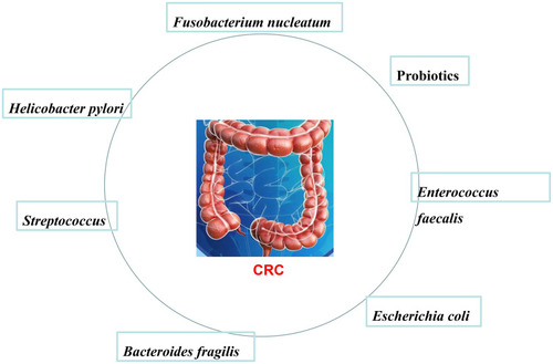 Figure 5 Specific bacteria promote the occurrence of colorectal cancer (CRC). Specific bacterial strains can be associated with CRC, such as Fusobacterium nucleatum, Probiotics, Enterococcus faecalis, Escherichia coli, Bacteroides fragilis, Streptococcus, Helicobacter pylori, and so on.