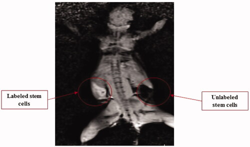 Figure 12. Injection of ∼5 × 107 labelled stem cells and ∼5 × 107 unlabelled cells in the left and right dorsal flank of mouse, respectively. Note: The labelled cells had great signals after 15 min compared to the unlabelled cells.