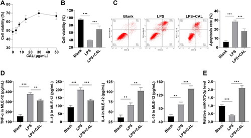 Figure 2. CAL extenuates LPS-evoked MLE-12 cell injury by upregulating miR-375-3p. (A) the best dose level of CAL determined by MTT; (B) cell viability assessed by MTT; (C) cell apoptosis assessed by flow cytometry; (D) levels of TNF-α, IL-1β, IL-4, and IL-10 in MLE-12 cells determined by ELISA; (E) miR-375-3p expression measured by RT-qPCR. Data are shown as mean ± standard deviation. Cell experiments were repeated 3 times. Data among groups were compared using a one-way analysis of variance, followed by Turkey’s test. **p < 0.01, ***p < 0.001.