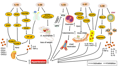 Figure 2 Interleukin 1 family in hypertension. IL-18 promotes VCAM-1 and ICAM-1 secretion through three signaling pathways, Src/ERK, PI3K/AKT and MyD88/TRAF/IRAK/NF-κB. Renal vascular endothelial injury is exacerbated and hypertension promoted. IL-36α stimulates the NF-κB signaling pathway, IL-6 and TNF-α are secreted, renal vasculature damaged and hypertension aggravated. IL-36 activates the MAPK signaling pathway, upregulates A. muciniphila abundance, regulates lipid metabolism and lowers blood pressure. Competitive binding of IL-33 by sST2 receptors attenuates the protective effect of IL-33/ST2L on blood pressure. IL-33 also promotes an increase in eosinophils, catecholamine secretion, perivascular adipose tissue activity and results in the attenuation hypertension. IL-37 attenuates the damage of NADPHO metabolites on vascular endothelium, while activating the MAPK signaling pathway and inhibiting the mTOR pathway, attenuating inflammatory factor secretion in adipose tissue and alleviating hypertension. IL-38 reduces inflammatory factor secretion in adipocytes and inhibits the BCL-2/Bax/Caspase-3 signaling pathway while binding to CD4+ T cells, decreasing Th17 ratio and upregulating Th2 and Treg ratios and controlling blood pressure.