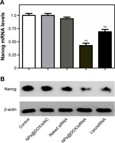 Figure 4 (A) Inhibition of Nanog mRNA expression levels was quantified by qPCR. **p<0.01, vs the control group. (B) The Nanog expression levels of HepG2 cells treated with RGDfC-SeNPs@DOX/siNC, naked siRNA, RGDfC-SeNPs@DOX/siRNA and Lipofectamine 2000/siRNA were evaluated by Western blotting.Abbreviations: DOX, doxorubicin; Lipo, Lipofectamine 2000; NPs@DOX/siNC, RGDfC-SeNPs@DOX/siNC; NPs@DOX/siRNA, RGDfC-SeNPs@DOX/siRNA; NPs, nanoparticles; qPCR, quantitative real-time PCR; RGDfC, Arg-Gly-Asp-D-Phe-Cys peptide; SeNPs, selenium nanoparticles; siNC, negative control siRNA.
